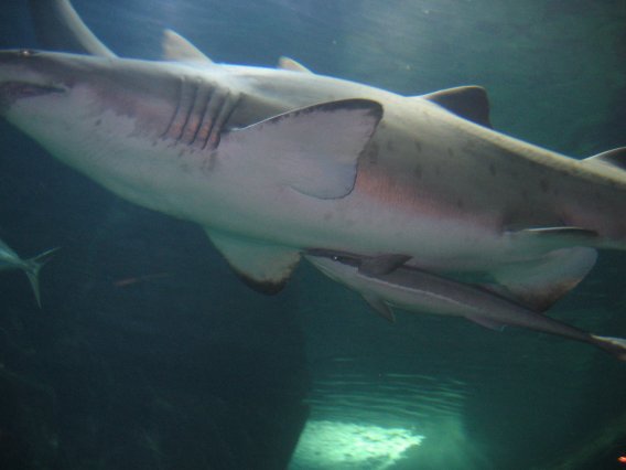 Predator Tank - Two Oceans Aquarium, Cape Town